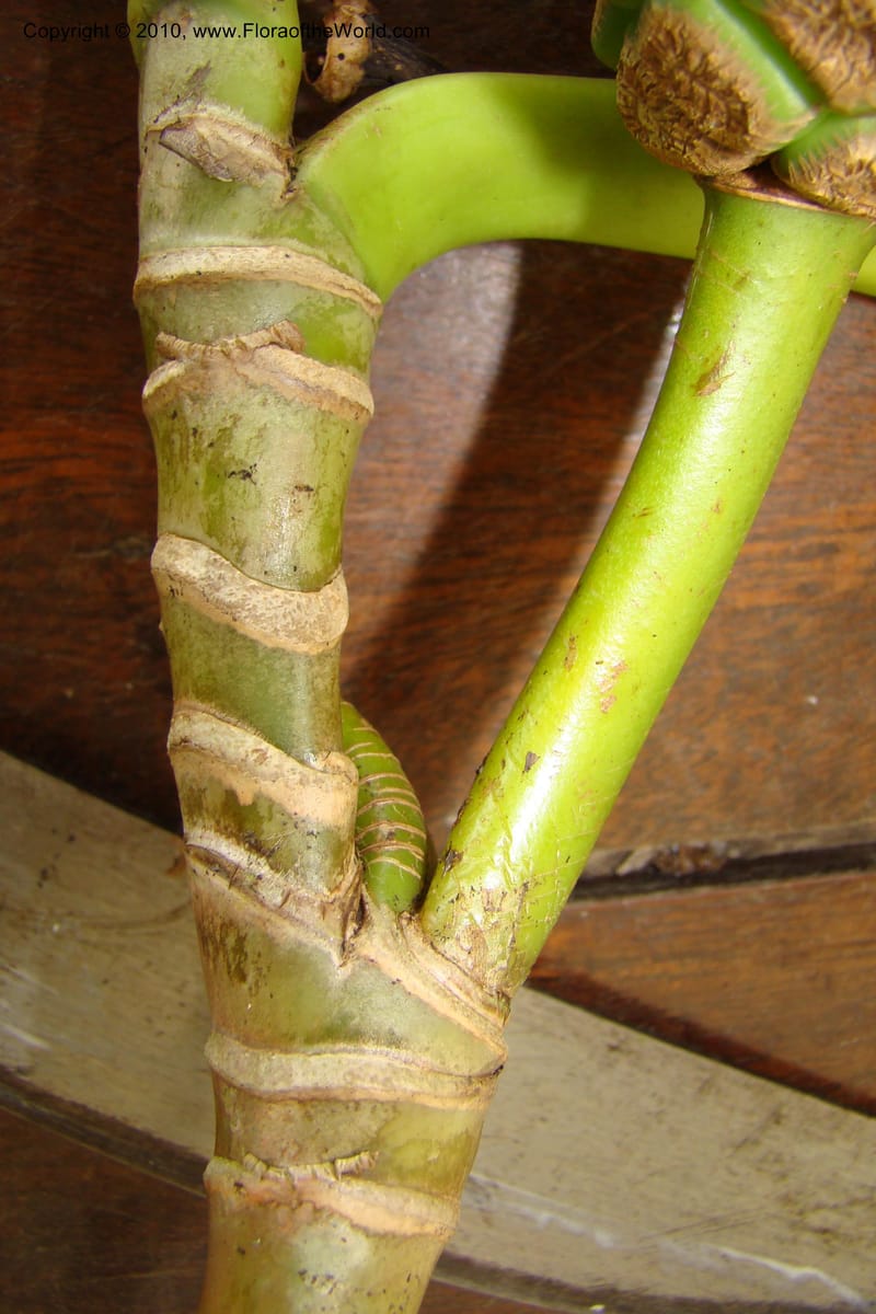 Montrichardia arborescens, Mori 27393--French Guiana. Emerald Jungle Village, near Cayenne. 6 Nov 09. 070.jpg