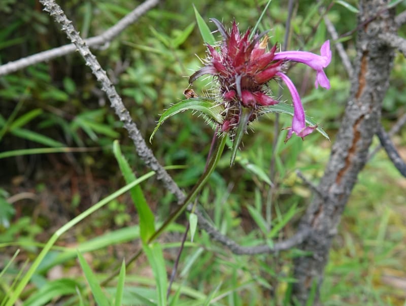 Acanthocalyx delavayi, C. Davidson 13737--China. Yunnan. Zhongdian Xian. 9 Aug 2017. DSC03874 (146).JPG