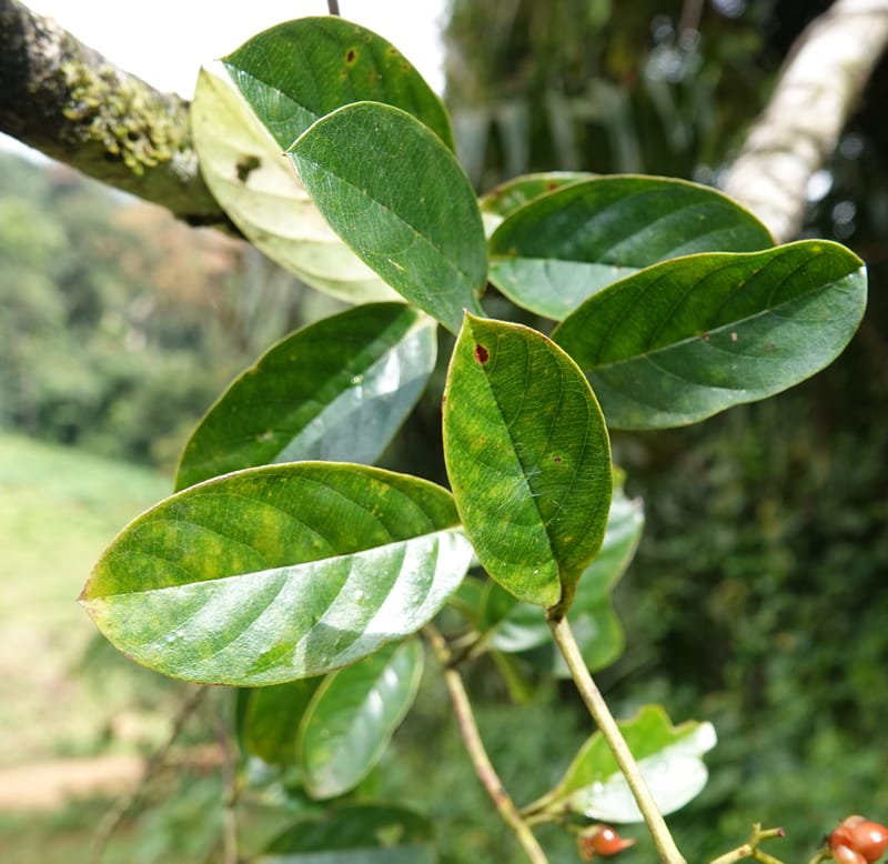 Tetracera, C. Davidson 13910--Gabon. M de C. Road past the cabins. 29 Oct 2018DSC09794 (17).JPG