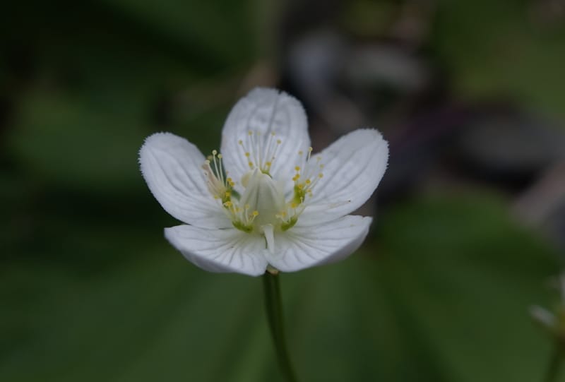Parnassia palustris--Japan. Hokkaido. Teshio Exptl. For. 3 Aug 2016. DSC00757 (124).JPG