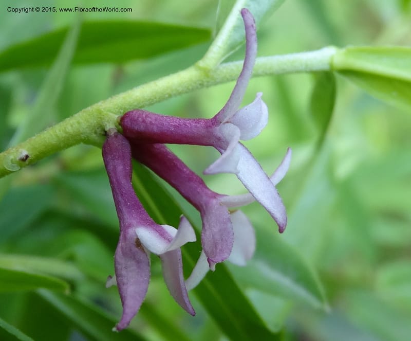 Daphne, Boufford, D 43593--China. Sichuan. Tudiling Tunnel. 6 May 2014. DSC03860 (73).JPG