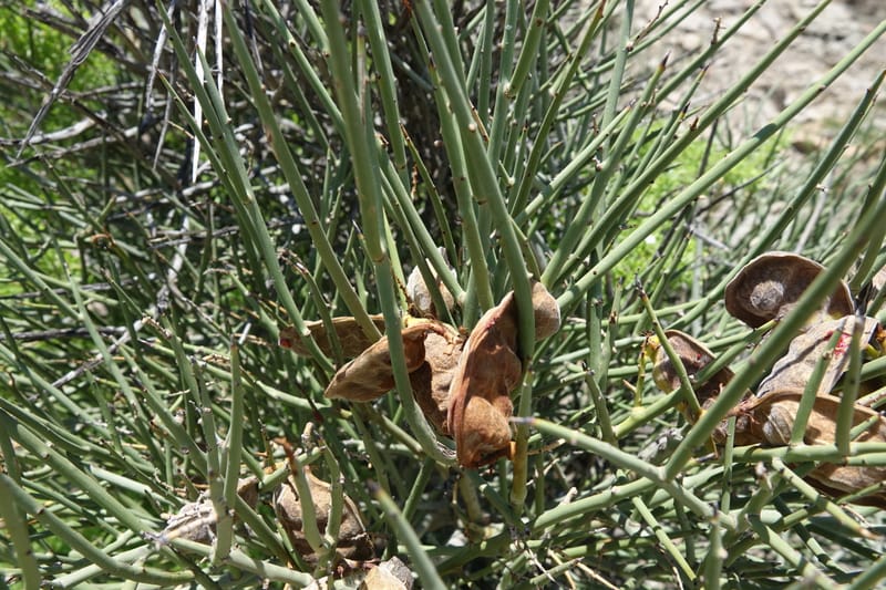 Ramorinoa girolae, Fortunato 13142--Argentina. Hwy 150, P.N. Ischigualasto. 7 Feb 2018. DSC09079 (172).JPG