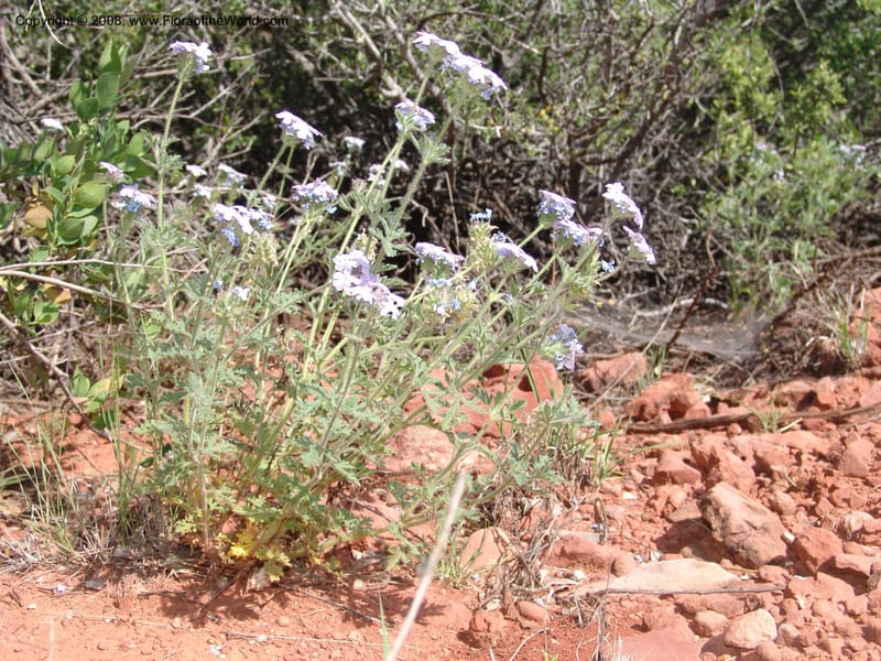 Verbena gooddingii--AZ. Coconino C. Hwy 89A. Oak Cr Can,  Midgley Bridge. 14 May 05. 064.jpg