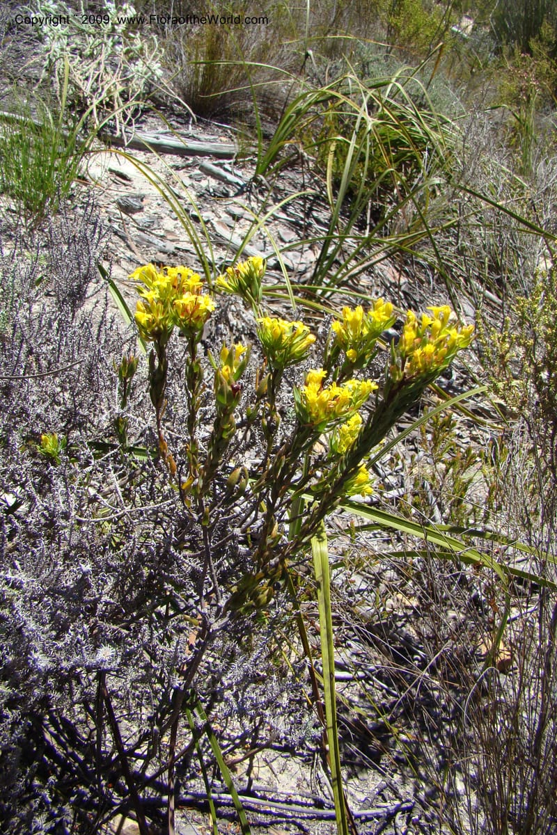 Gnidia, Z. Rogers 1248--South Africa. W. Cape. Grabouw to Kleinmond. 19 Jan 2009. 036.jpg