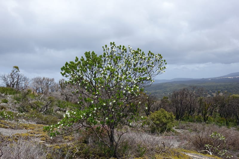 Anthocercis viscosa, Davidson, C 13498--Australia. W. A. Two People's Bay Nat. Res. 29 Oct 2016. DSC06475 (73).JPG