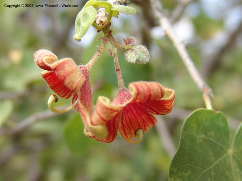 Sterculia rogersii--So.Africa. Mpumal. twd Steelpoort. 16 Mch 05. 035.jpg