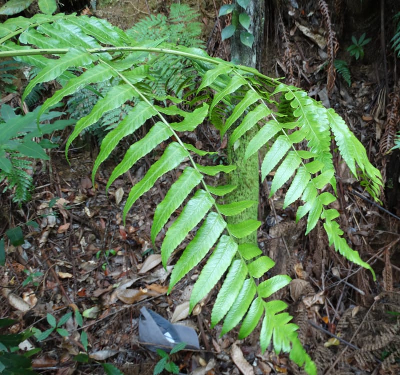 Diplaziopsis javanica, Munzinger, J 7402--New Caledonia. Haute Robinson. 11 Nov. 2015. DSC00909 (300).JPG