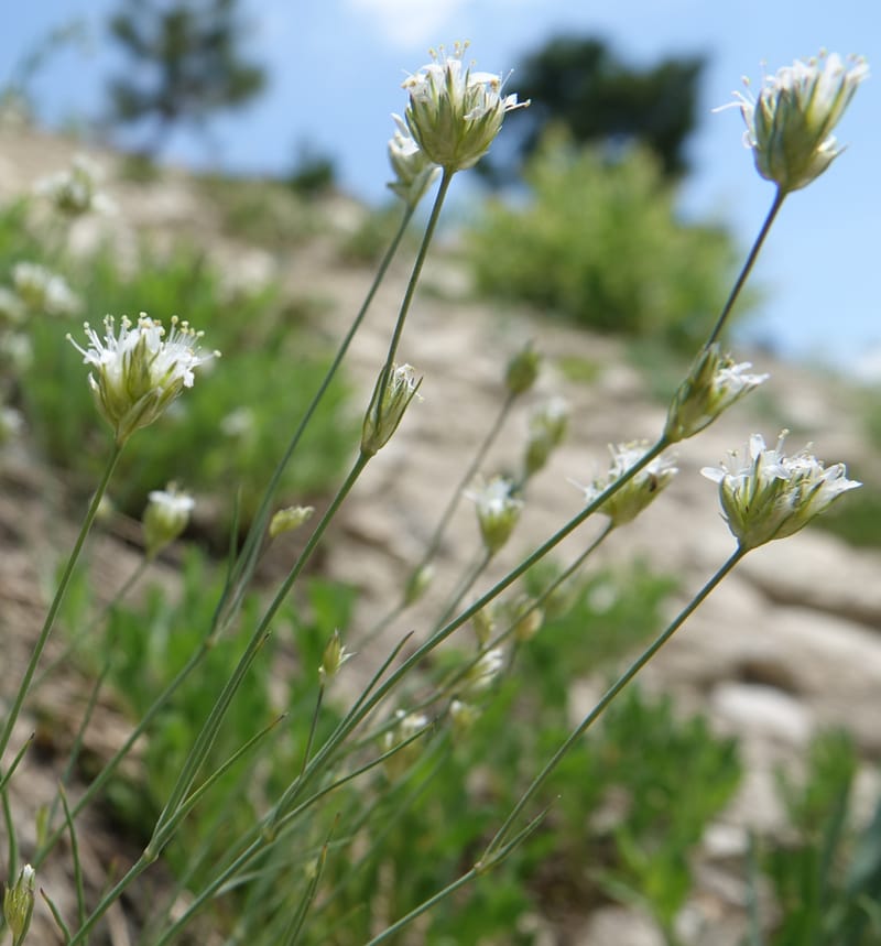 Eremogone congesta, C. Davidson 13712--ID. Boise Co. Scott Mtn. L.O. rd. 15 July 2017. DSC03279 (123).JPG