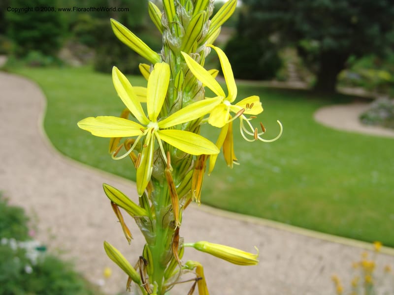 Asphodeline lutea--France. Paris. Jardin des Plantes. 28 Apr 05. 174.jpg