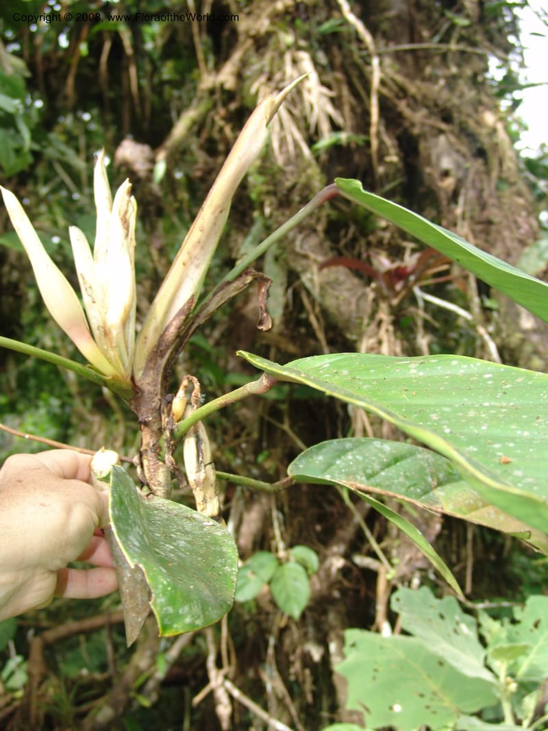 Philodendron clarkei, Croat95272--Ecuador. Prov. Pichincha. Tinalandia. 24 Feb 05. 229.jpg