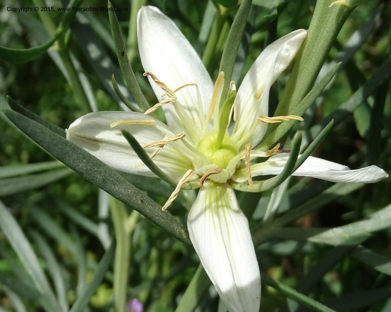 Peganum harmala, Davidson, C 12426--Georgia (Caucasus). Rustavi Village. 5 Jun 2014. DSC07073 (24).JPG