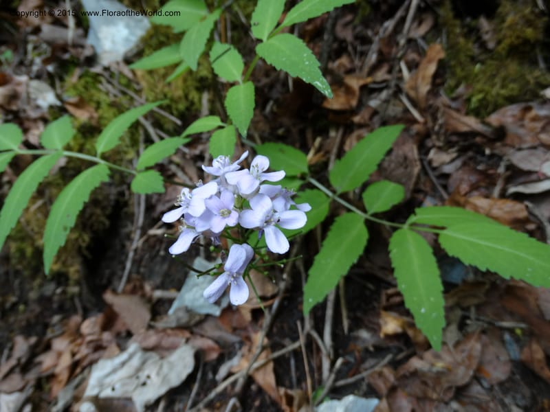 Cardamine macrophylla, Boufford, D 43604--China. Sichuan. ShaShiDuo. 8 May 2014. DSC04232 (105).JPG