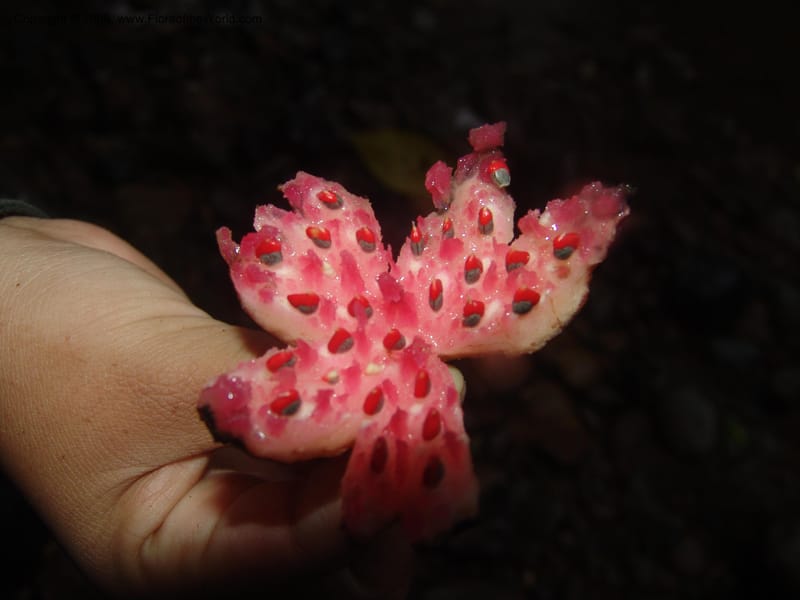 Siparuna subinodora, AAraujoM1193--Bolivia. Pq. Nac. Madidi. Rio Tuichi, Rudidi Cr. 28 Nov 04. 275.jpg