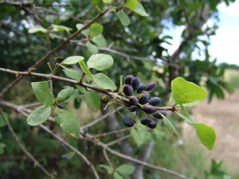Forestiera pubescens--TX. Johnson Wildflower Center. 13  Jun 04. 403.jpg