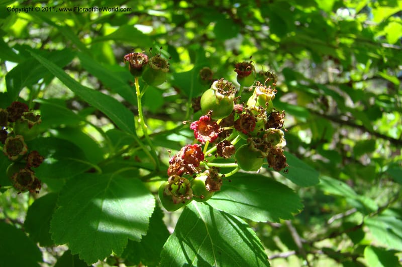 Crataegus douglasii, C. Davidson 11396--Idaho. Idaho Co. Salmon River. Shepp Ranch. 28 May 2009. 096.jpg