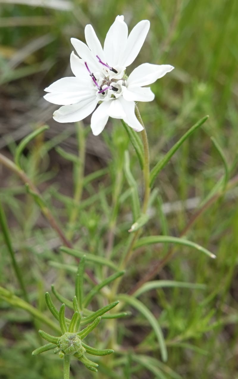 Blepharipappus scaber, C. Davidson 13761--Oregon. Wallowa Co. Zumwalt.Trail Cr. Rd. 4 Jun 2018. DSC04078 (426).JPG