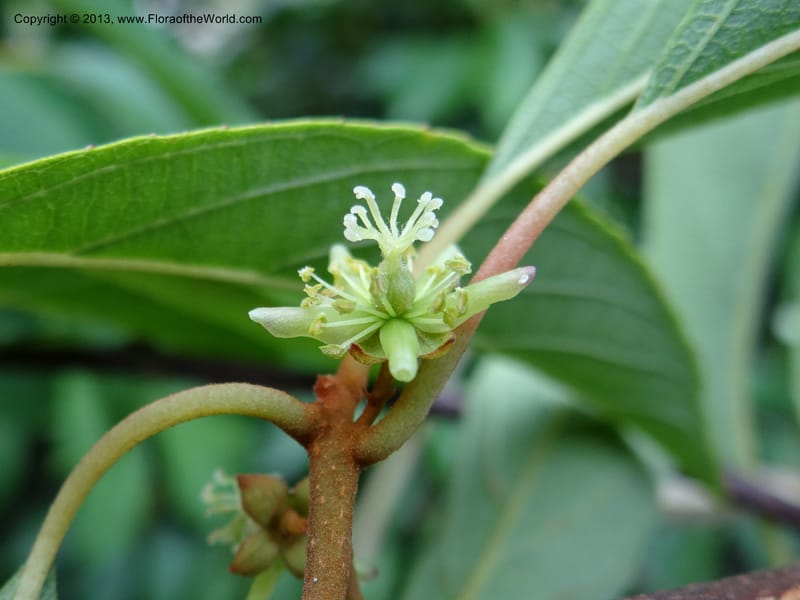Actinidia lanceolata, Davidson, C 1205287--China. Zhejiang Prov. Shunxi Village. 28 May 2012. DSC00348 (98).JPG