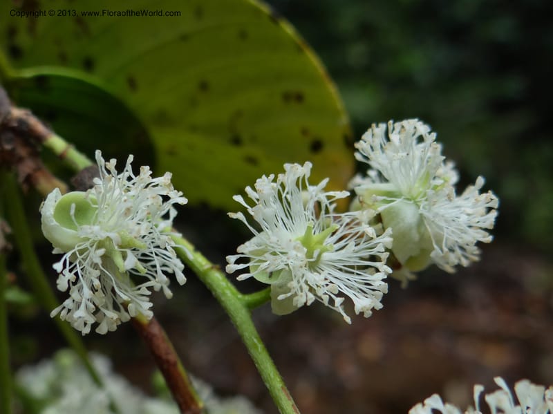 Tetracera nordtiana, Gray, B 9632--Australia. Queensland. Misty Mtn. Rd. 12 Nov 2013. DSC08108 (43).JPG
