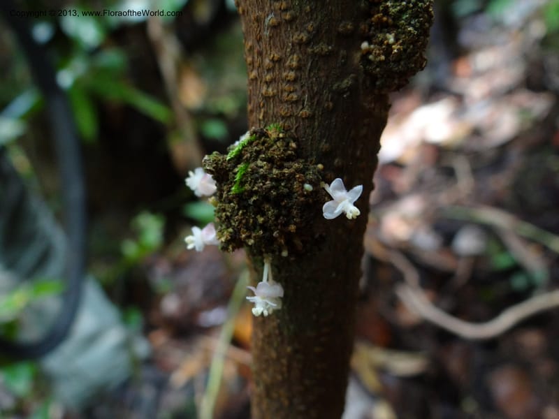 Lepisanthes ramiflora, Buerki 324--Malaysia, Sarawak. Bako Nat. Park. Lintang Trail. 30 Mar 2012.  NDSC06186 (164).JPG