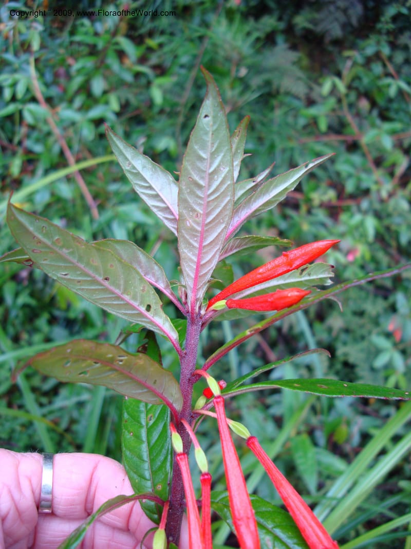 Fuchsia, D. Neill 16009--Ecuador.Prov.ZamoraC.ResTapichalaca-roadside 25 Sep 2007 035 (12).jpg