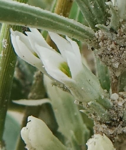 Enicostema axillare., L. Nanyeni 1275--Namibia. Hwy D2859. Odom 418. 30 March 2018. DSC04324 (195).JPG