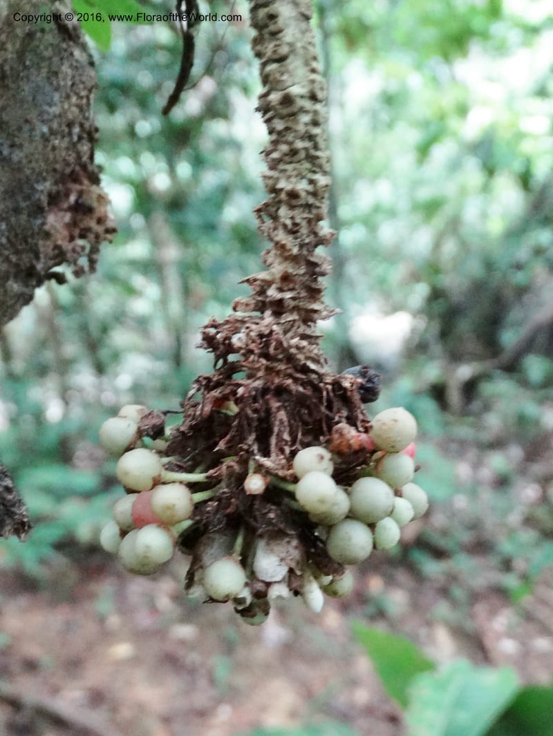 Callicarpa, Davidson, C 12680--Sabah. Danum Valley. 4 Oct 2014. DSC01741 (322).JPG
