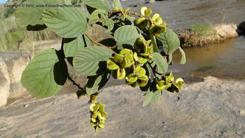 Gouania mauritiana, N. Manjato 155--Madagascar. Mania River. 1 May 2010 076 (9).jpg