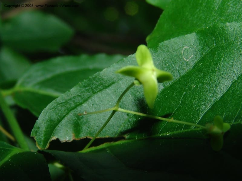 Euonymus latifolia--Georgia. Borjomi-Kharagauli Nat. Pk. 8  Jun 05. 235.jpg