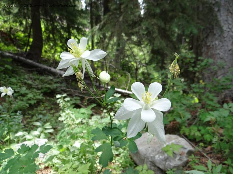 Aquilegia coerulea var ochroleuca, Mansfield, D 12-630--ID. Bear Lake Co. Mt. Sherman. 13 Jul 2012. DSC03601 (64).JPG