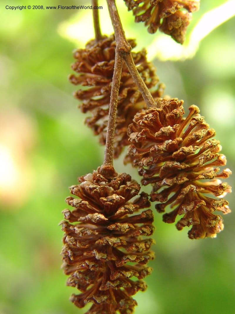 Alnus sinuata, CDavidson11075--ID. Valley Co. Crestline Trail Rd., N of Payette Lake. 15 Jun 07 083.jpg