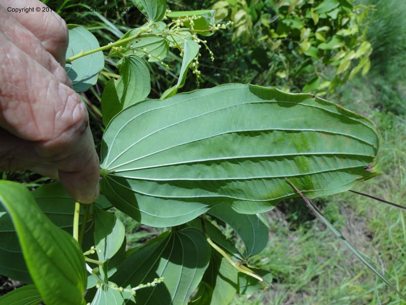 Dioscorea, Stevens,  W. D 31168, Garay Cue, 19 Mar 2011 2366 (15).JPG
