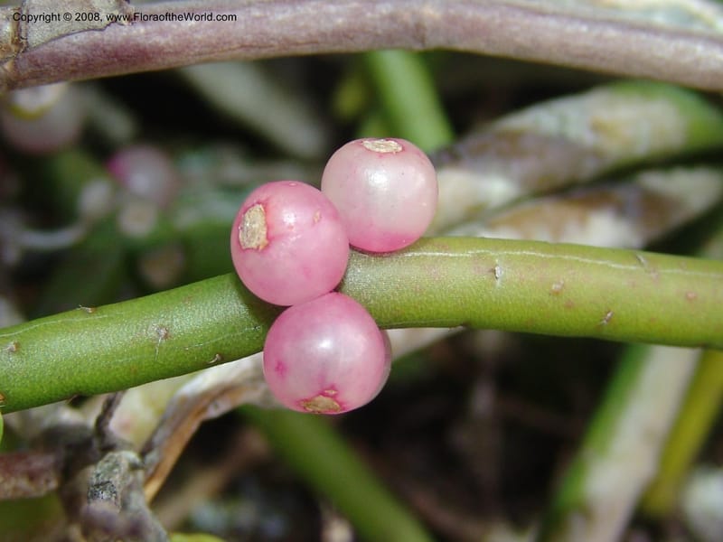 Rhipsalis baccifera--So.Africa. E. Cape. Umtamvuna Nat. Res. 11 Mch 05. 070.jpg