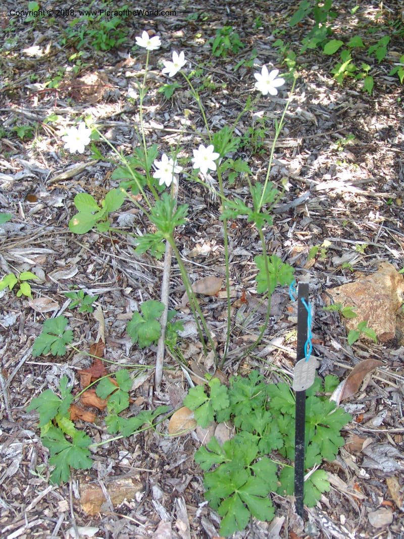 Anemone rivularis, 2001, 023--CA. Quarryhill Bot. Garden, Glen Ellen. 1 Jun 07. 171.jpg