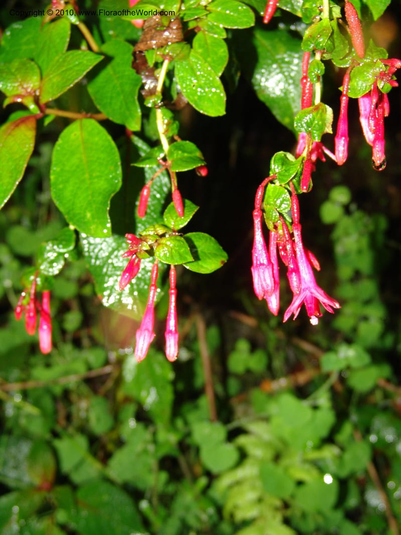 Fuchsia--Ecuador. Prov. Pichincha. La Union-Chiriboga-Quito. 22 Mar 06. 252 (1).jpg