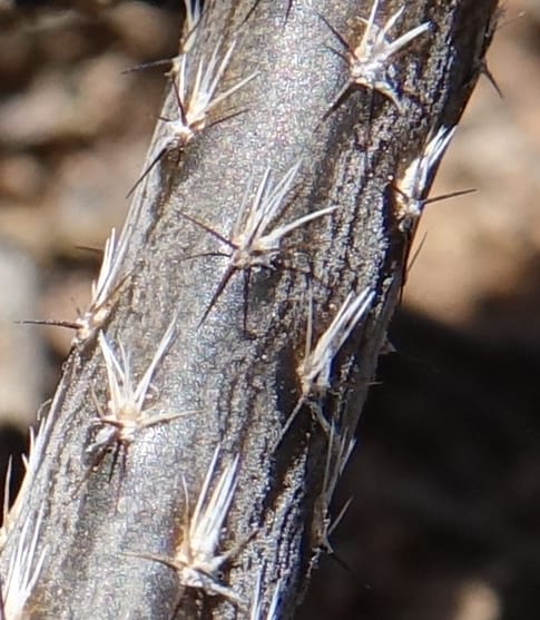 Pterocactus tuberosus--Argentina. Hwy 150, S of Ischigualasto. 7 Feb 2018. DSC09263 (78).JPG