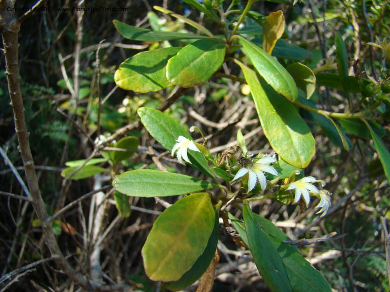 Scaevola montana--N.Caled. Parc Zool. & Forest., Noumea. 10 Nov 07. 013.jpg