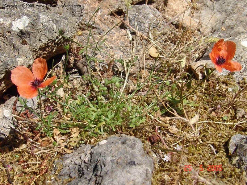 Papaver apulum--Crete. Ep. Kisamos. Sirikari Gorge. 25 May 05. 110.jpg