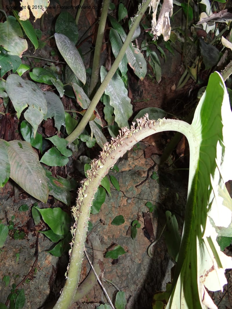 Monophyllaea singularis, S.98866--Sarawak. Fairy Cave. 27 Mar 2012. DSC05645 (7).JPG
