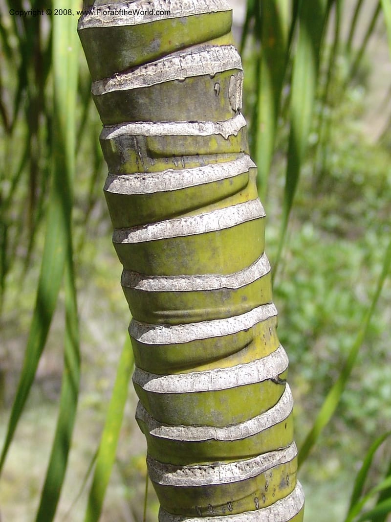 Dypsis, not coll.--Madag. Prov. Fianar. Parc Nat. Isalo. 12 Jan 06. 264.jpg