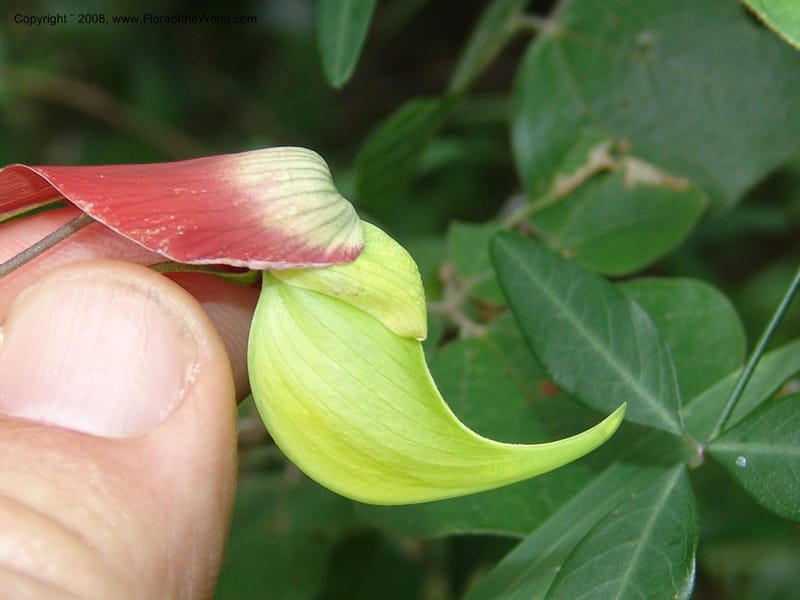 Crotalaria, not coll.--Madag. Prov. Fianar. Parc Nat. Isalo. 12 Jan 06. 311.jpg
