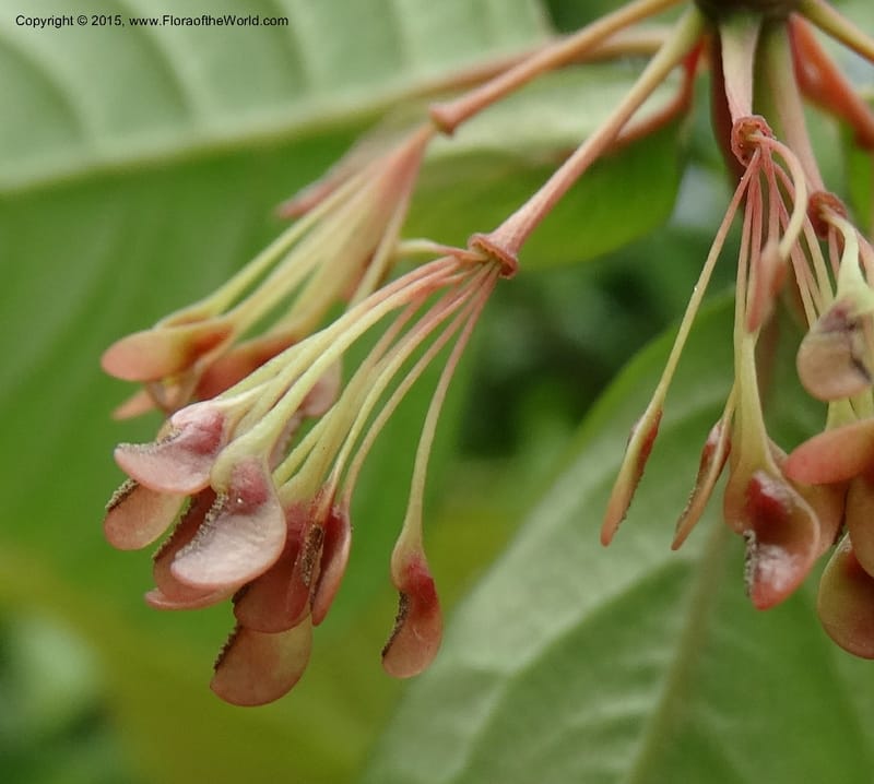 Euptelea pleiosperma, Boufford, D 43587--China. Sichuan. Tudiling Tunnel. 6 May 2014. DSC03860 (135).JPG