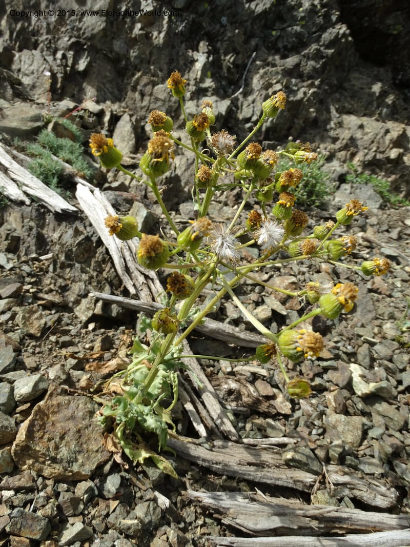 Senecio, Davidson, C 12598--ID. Idaho Co. Seven Devils Camp Ground. 15 Jul 2014. DSC00113 (307).JPG
