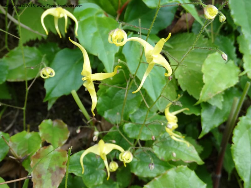 Epimedium, Boufford, D 43586--China. Sichuan. Tudiling Tunnel. 6 May 2014. DSC03860 (182).JPG
