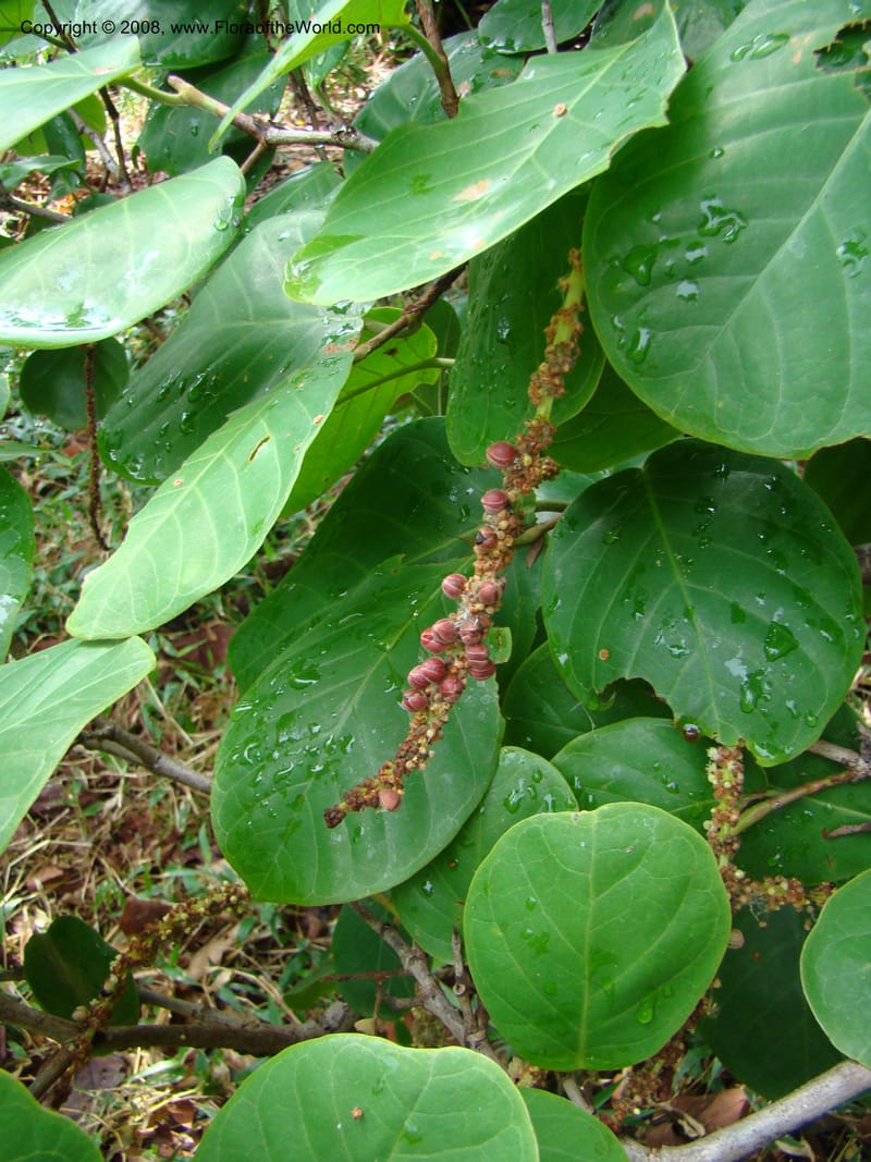 Coccoloba caracasana--Costa Rica. Guanac. Palo Verde Biol. Sta. 6-7 Apr 08. 164.jpg