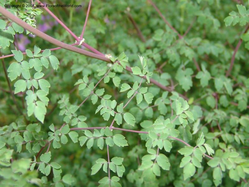 Thalictrum delavayi, 91.0343CA. UC Berkeley Bot. Garden.  30 Jun 06. 017.jpg