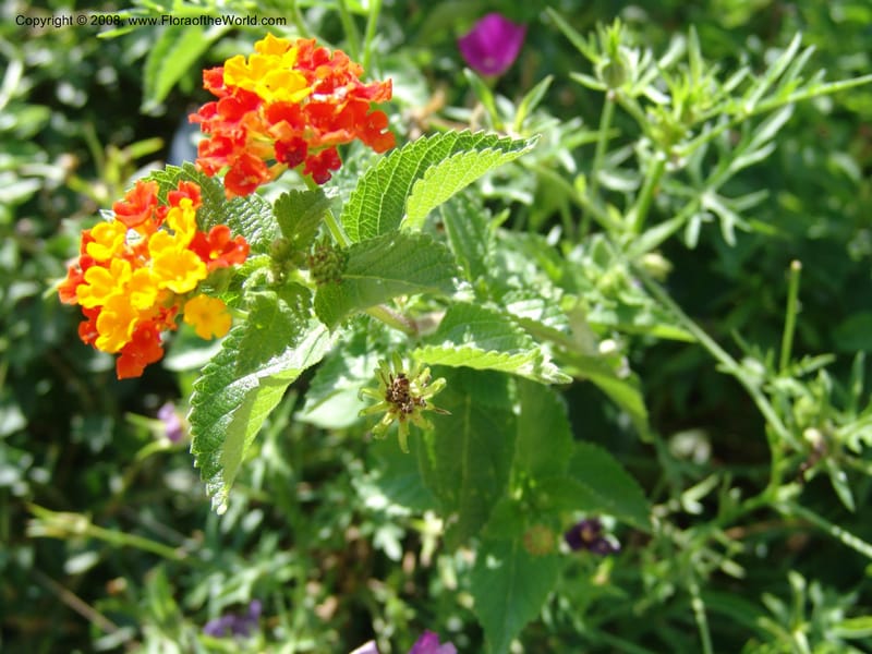 Lantana urticoides--TX. Johnson Wildflower Center. 13 Jun 004. 003.jpg