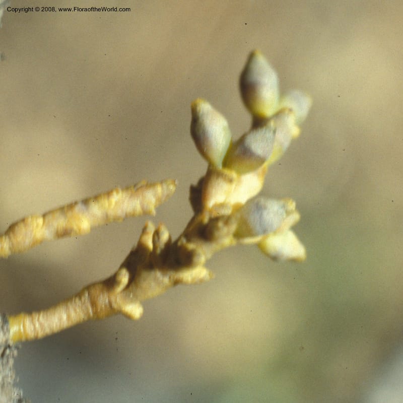 Arceuthobium americanum, CDavidson10822--ID. Idaho Co. Marshall Lake Rd. 24 Jun 92. 004.jpg