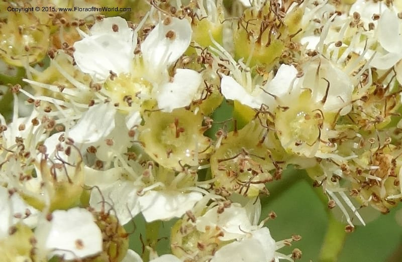 Sorbus aucuparia, Davidson, C 12484--Georgia (Caucasus). Koslitavi, branch of Merisi Gorge. 11 Jun 2014. DSC08456 (256).JPG