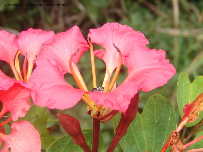 Bauhinia galpinii--So. Africa. Mpumalanga. Karino. Whyte Thorne. 19 Mch 05. 184.jpg