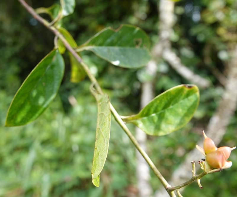 Tetracera, C. Davidson 13910--Gabon. M de C. Road past the cabins. 29 Oct 2018DSC09794 (13).JPG